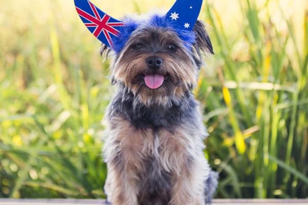 Australian-Terrier-2