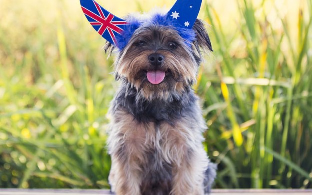 Australian-Terrier-2