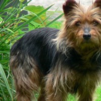 Australian-terrier