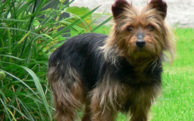 Australian-terrier