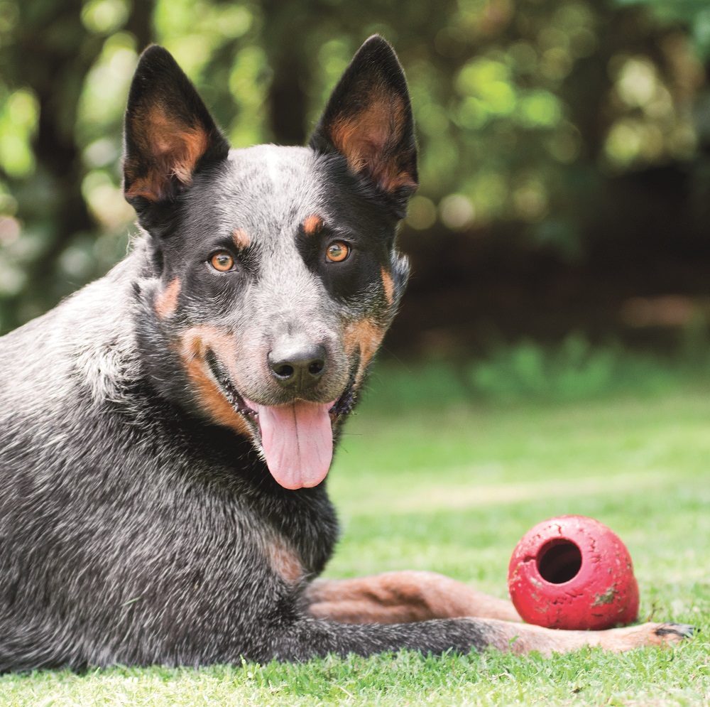 The five best games to play with your pet