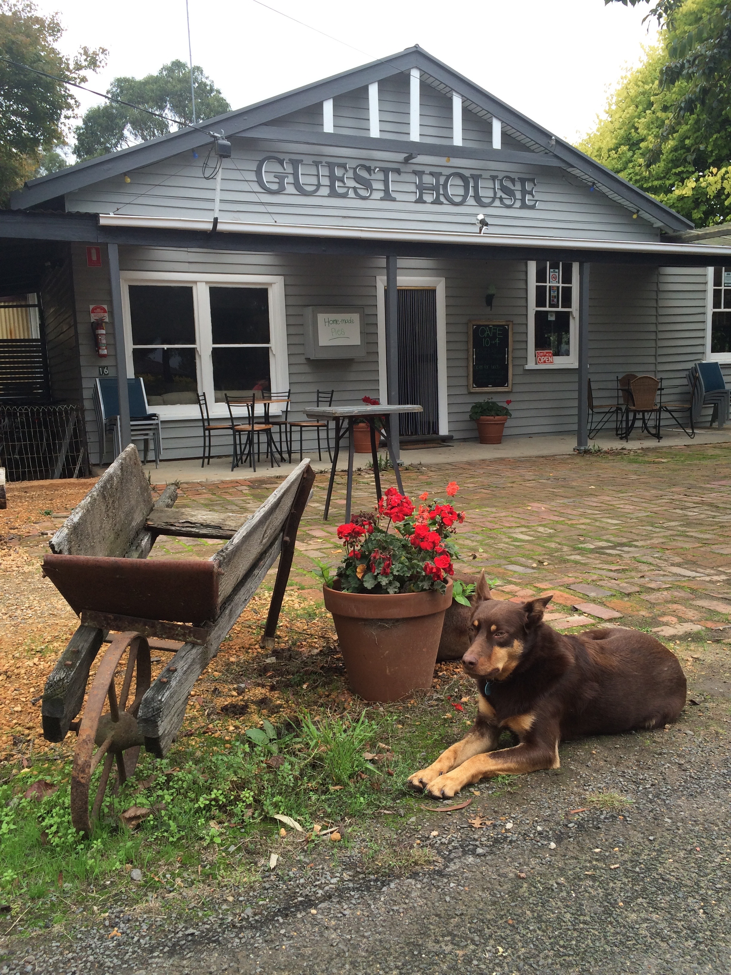 Pet-friendly spots in Victoria