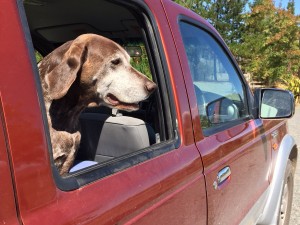 Hot cars are dog death traps