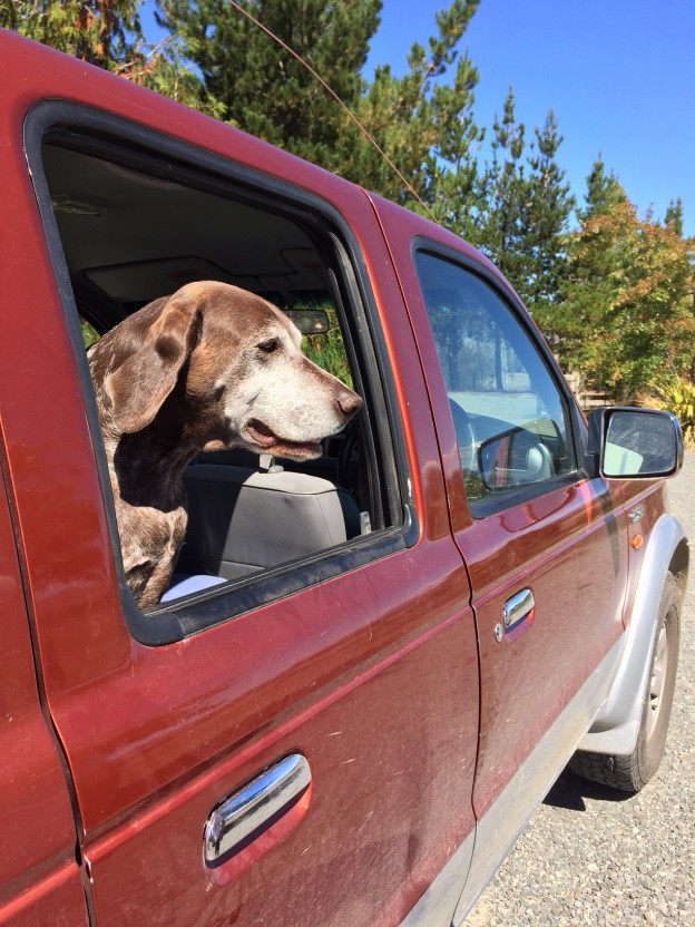 Hot cars are dog death traps