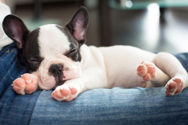 French bulldog puppy sleeping on knees