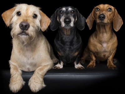 Pet medical breakthroughs