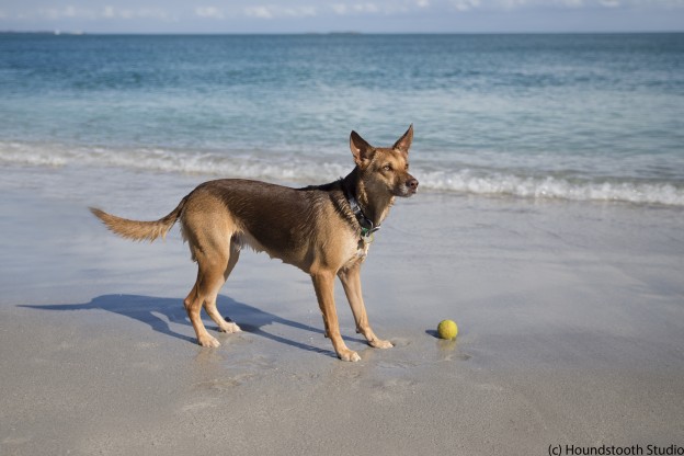 Dog beaches