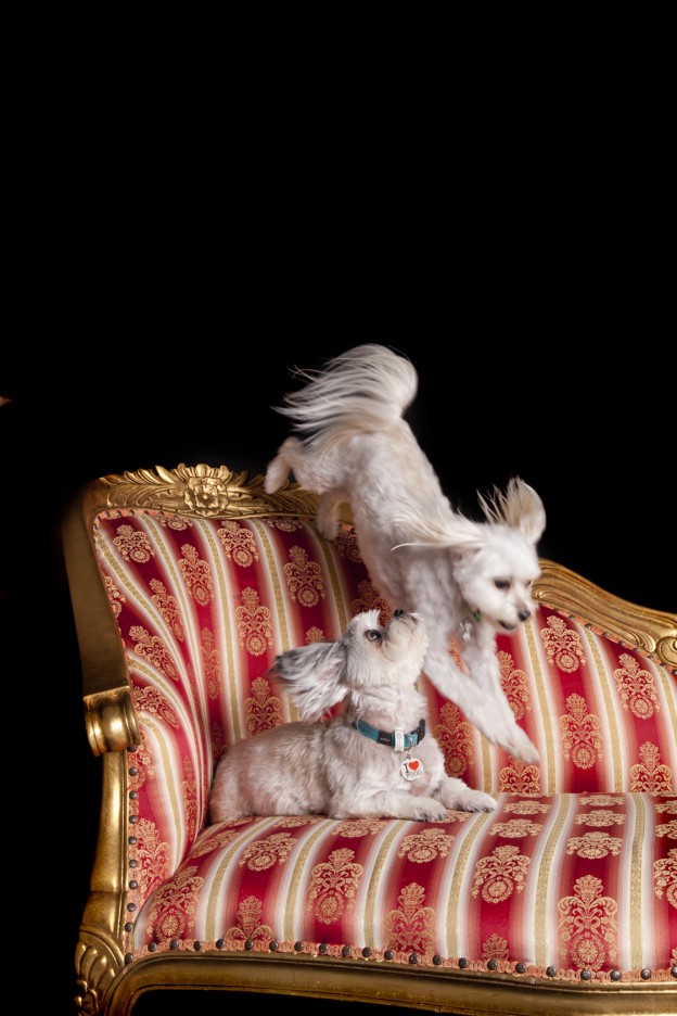 Dogs jumping on furniture