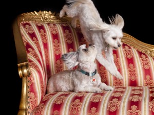 Dogs jumping on furniture