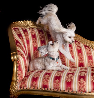 Dogs jumping on furniture