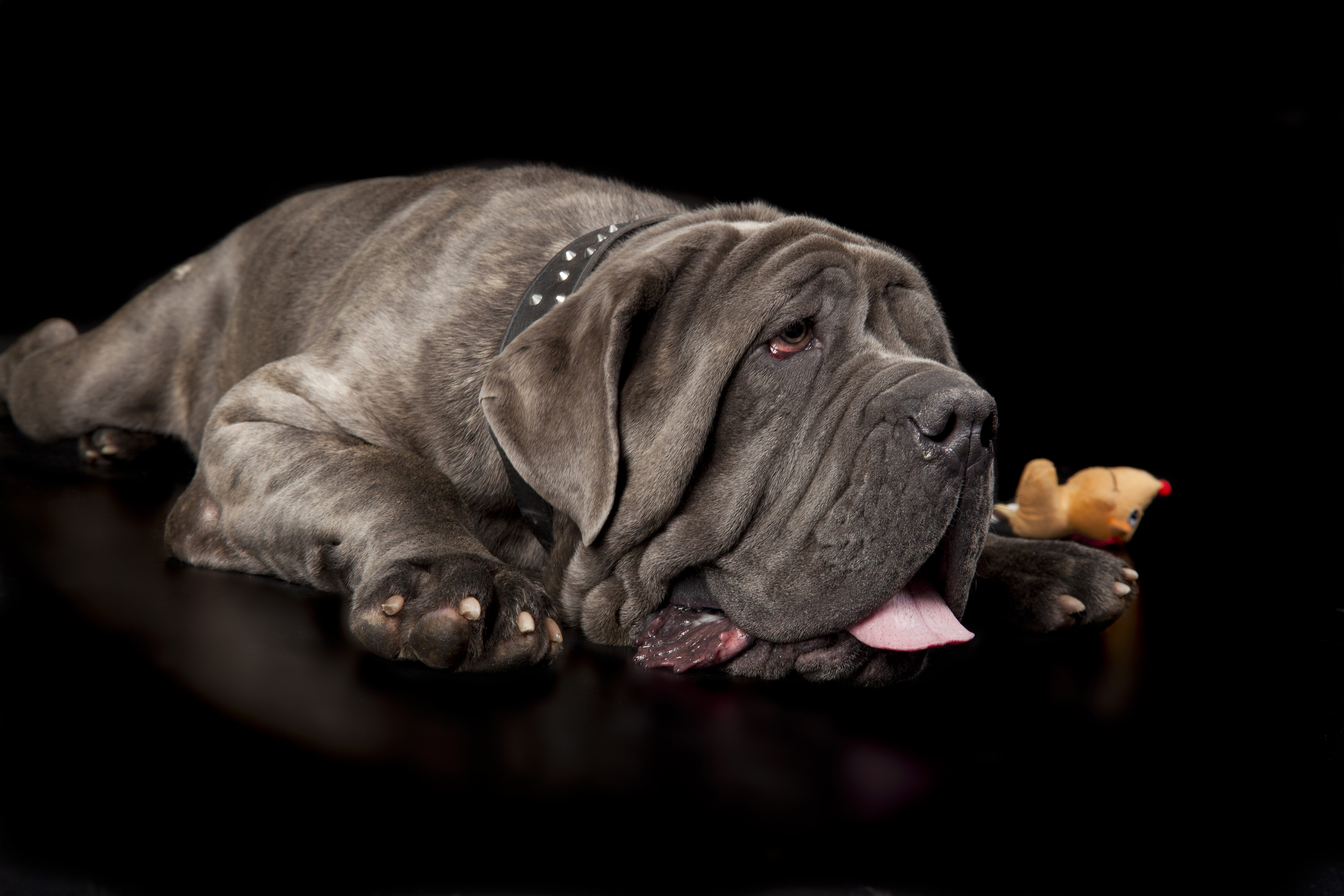 Help disadvantaged pet owners