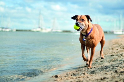 Dog_Life_Beaches01_HiRes