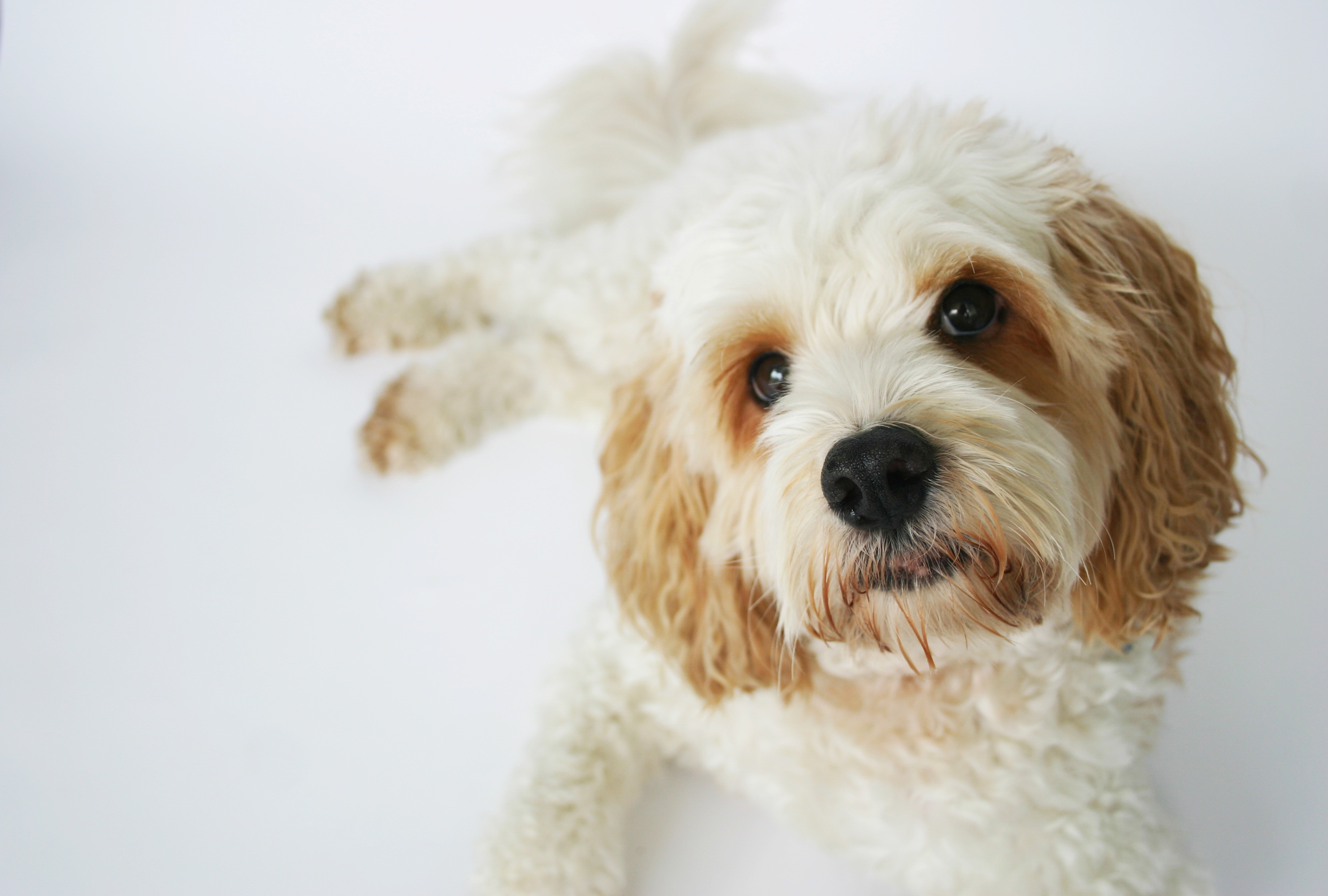 Jet Cavoodle the therapy dog