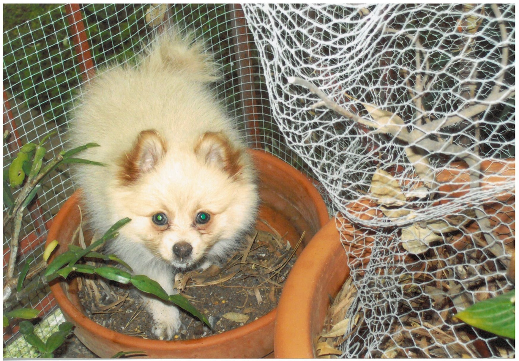 Reader’s story: For the love of Pomeranians