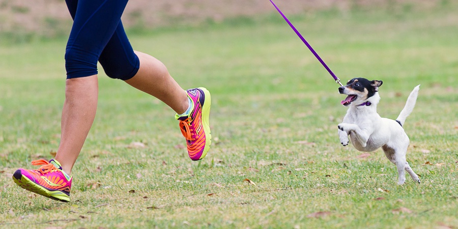 Get fit with Fido! 8 fun exercises to do with your dog