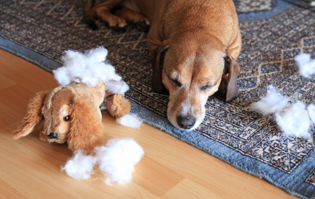 Cute old dog falling asleep tired after breaking a toy