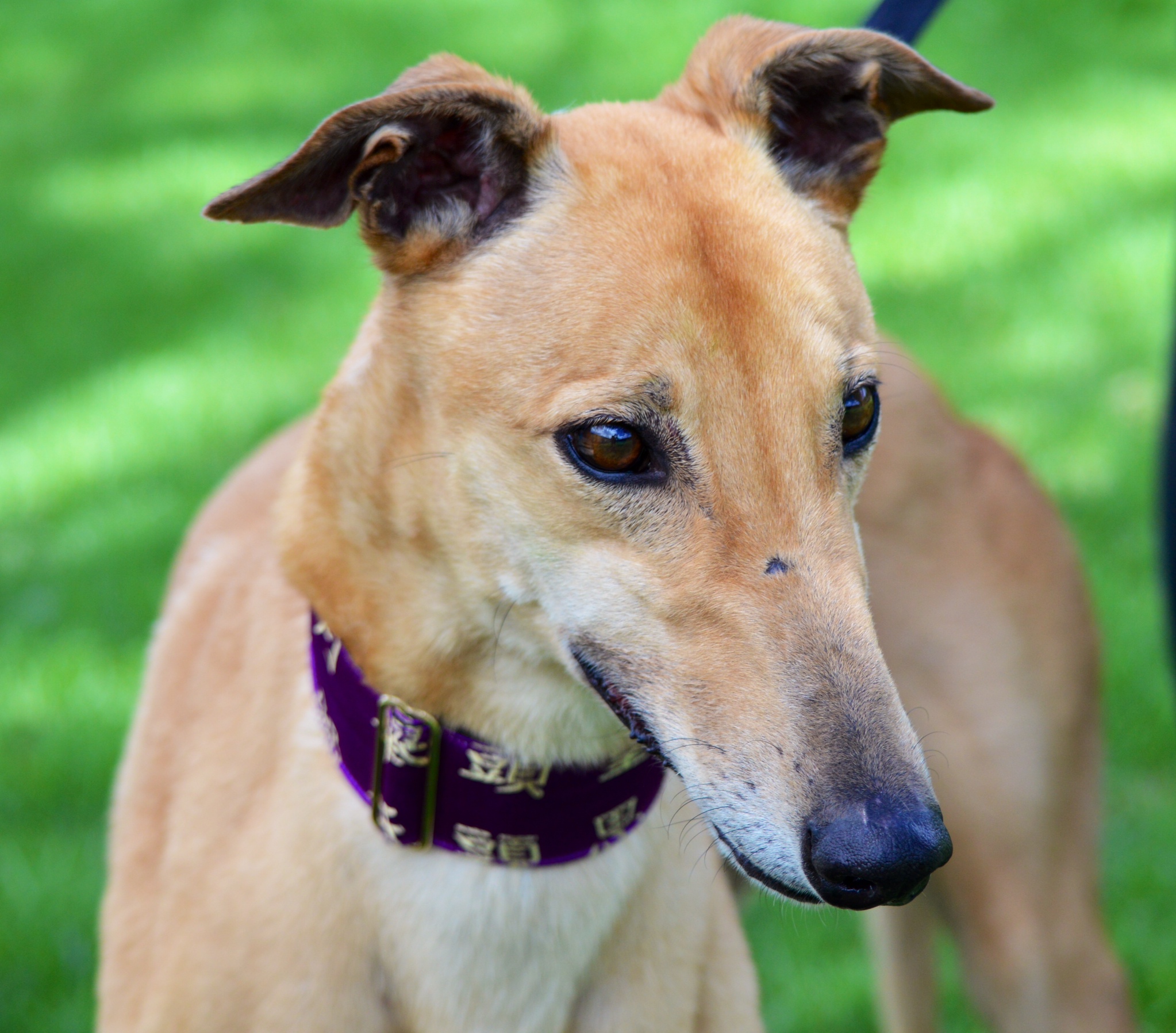 Saving retired Greyhounds