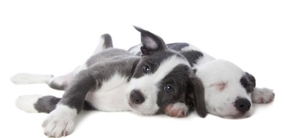 Puppy Names