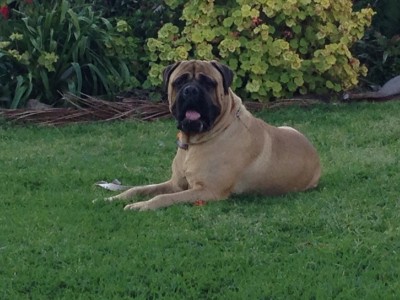 Bear the Bullmastiff