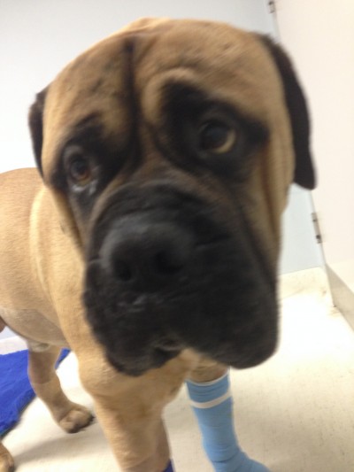 Bear the Bullmastiff