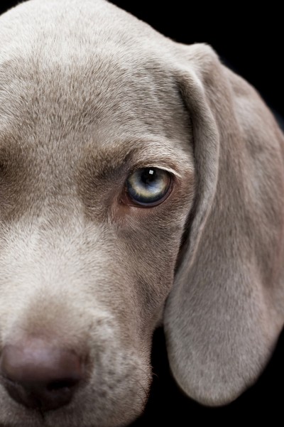 Protection against parvovirus - Dogslife. Dog Breeds Magazine