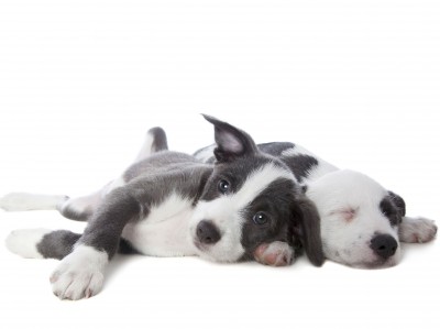 Puppy Names