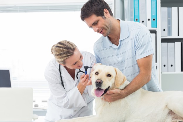 Do you love your vet? - Dogslife. Dog Breeds Magazine