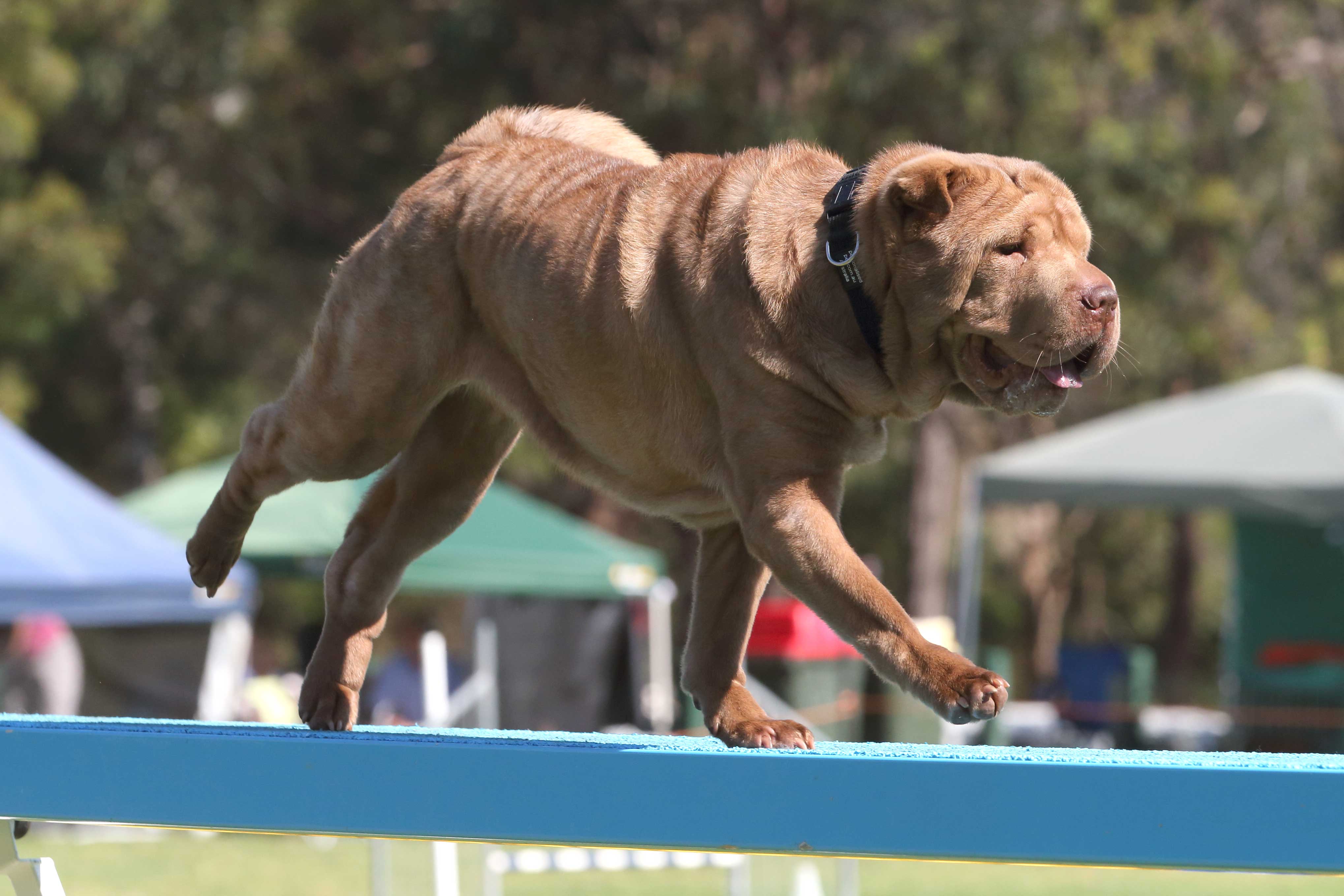 Meet 3 top Aussie trainers