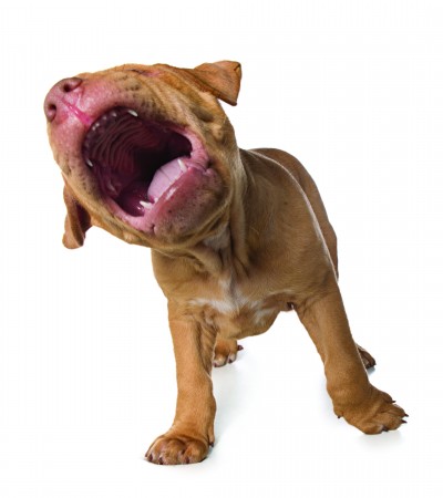Jealous Dog