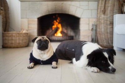 Frank and Rocky relaxing