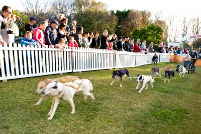 Huskies Demonstration