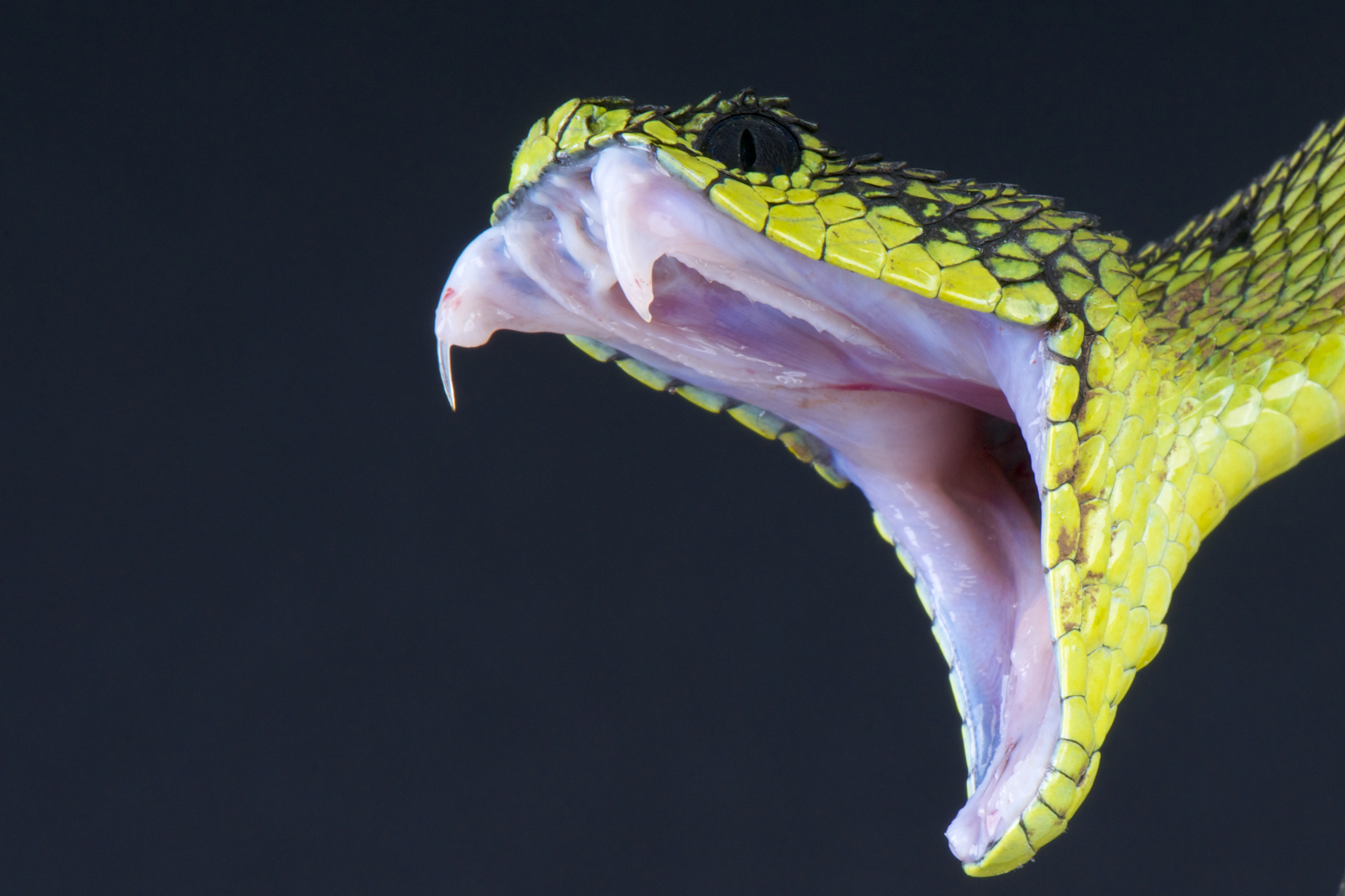 What to do if your dog is bitten by a snake