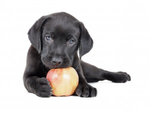 Labrador puppy with an apple