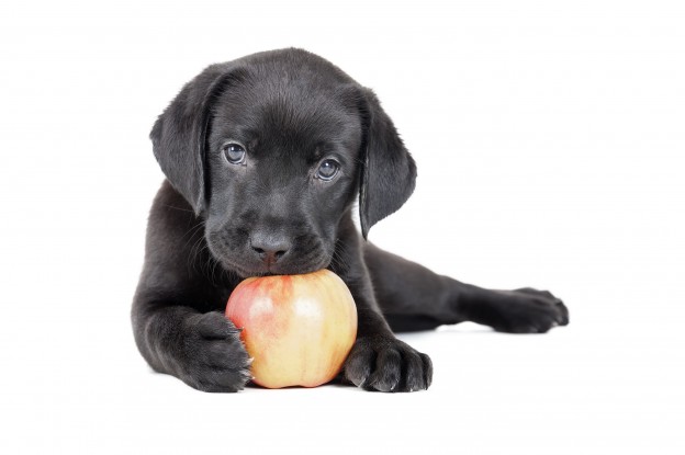 Labrador puppy with an apple