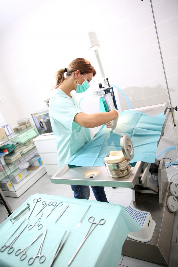 Veterinarian doing surgery on animal