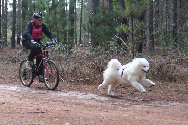 Dry Land Mushing