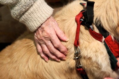 Delta Therapy Dog