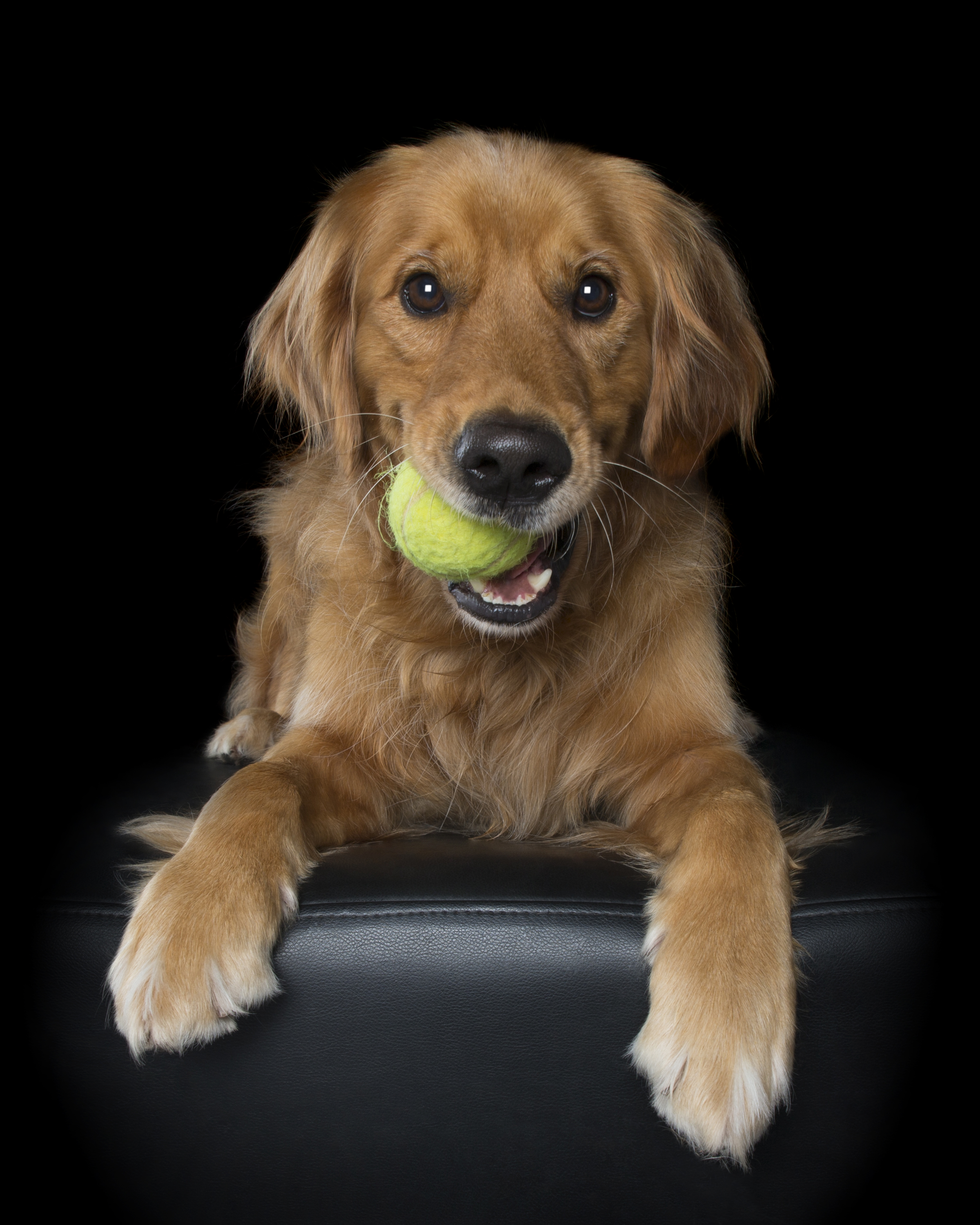 Doggy dental disease