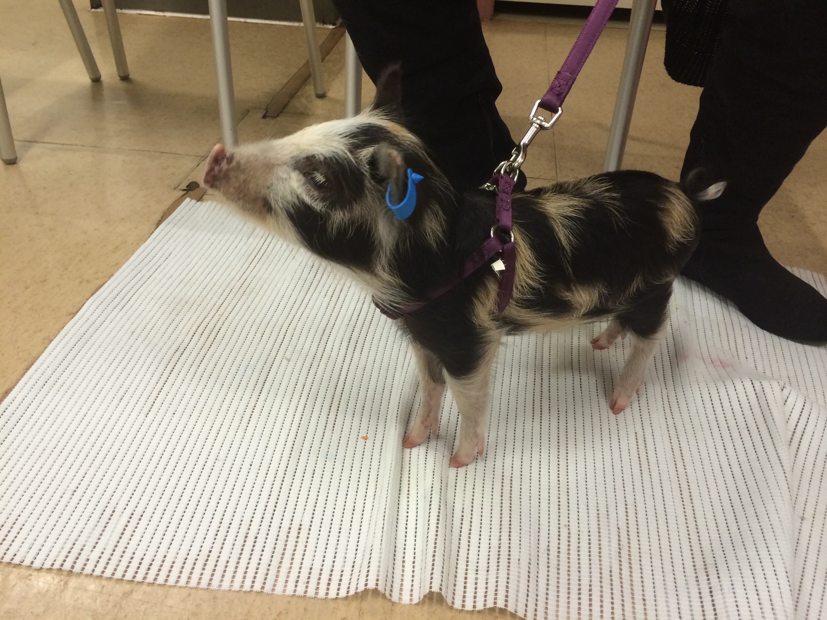 A piglet goes to puppy school