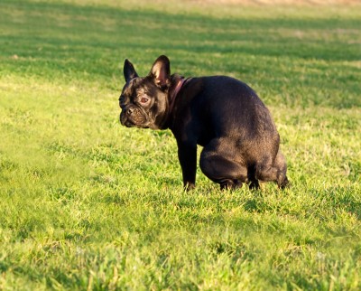 Dog Poo