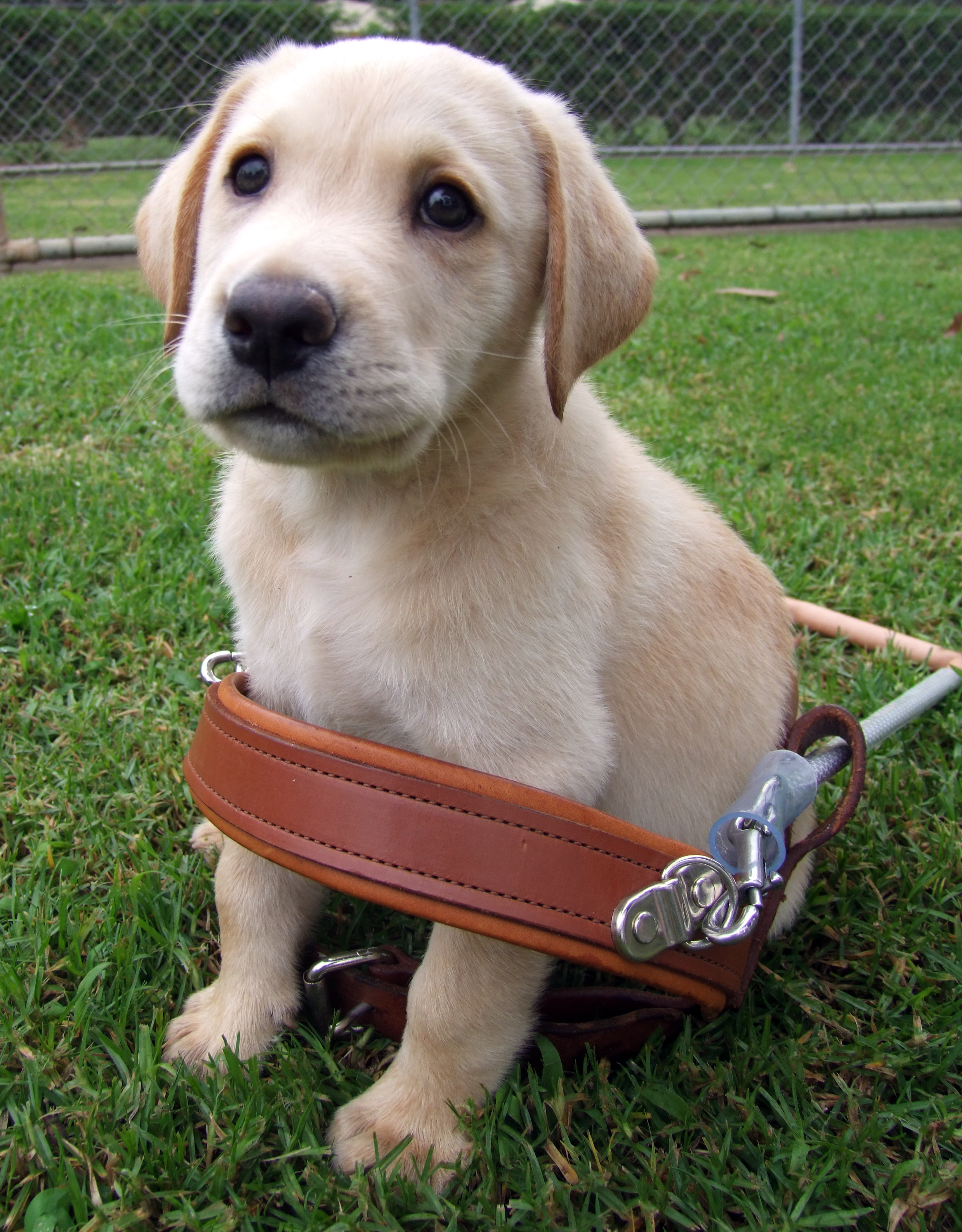 how much does guide dog cost