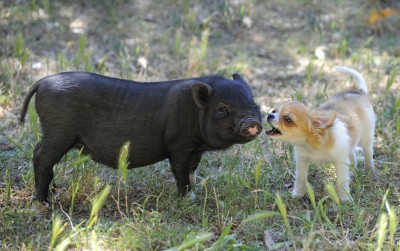 piglet and puppy