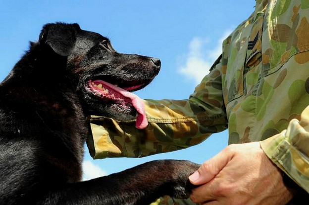 Military working dog