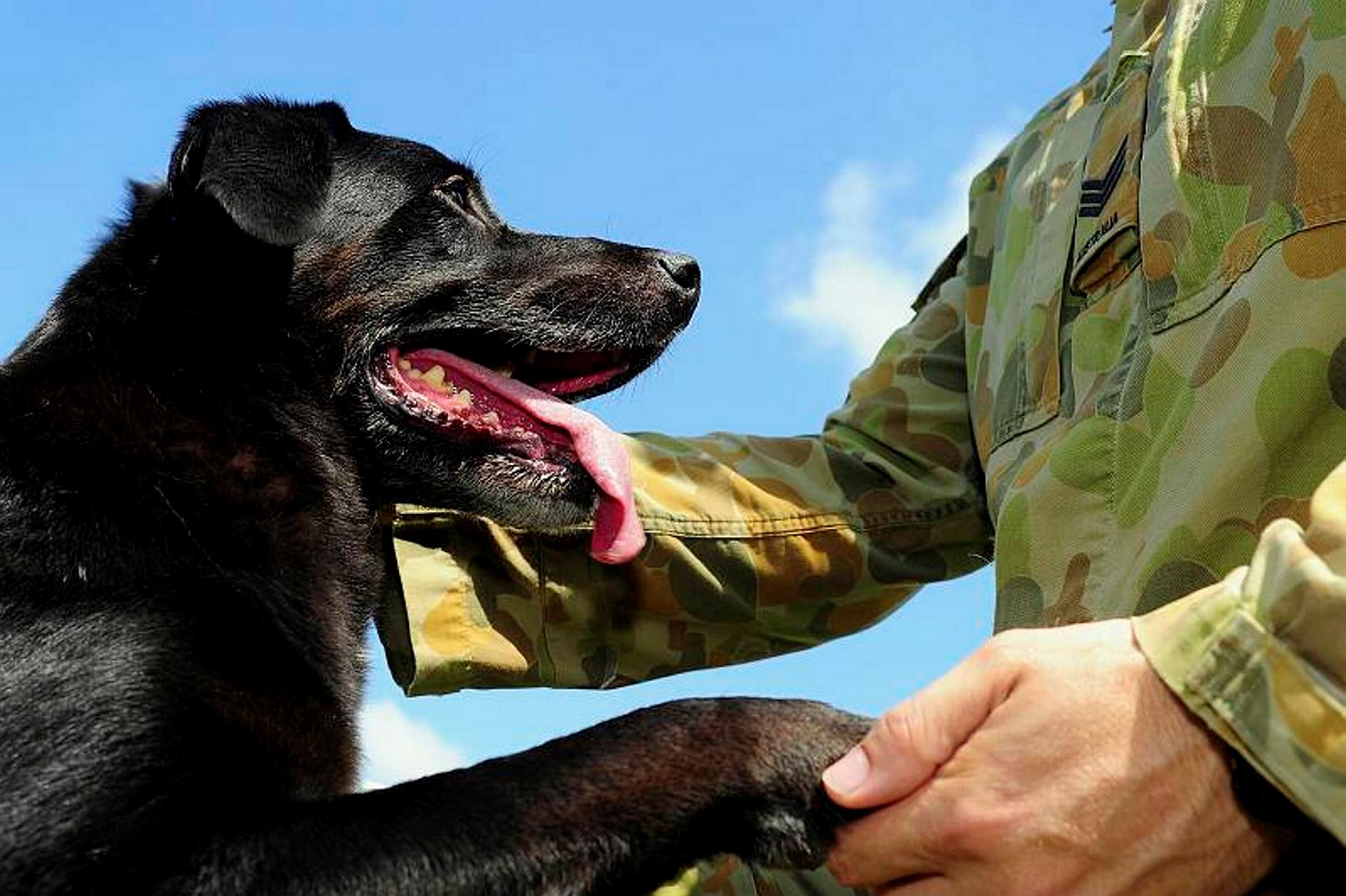 Honouring our military working dogs