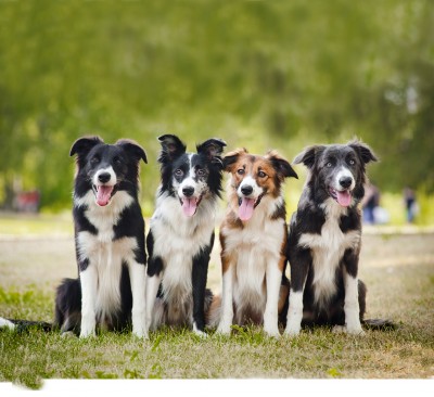 How to keep a working dog happy