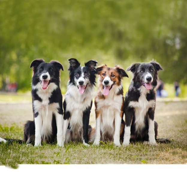 How to keep a working dog happy