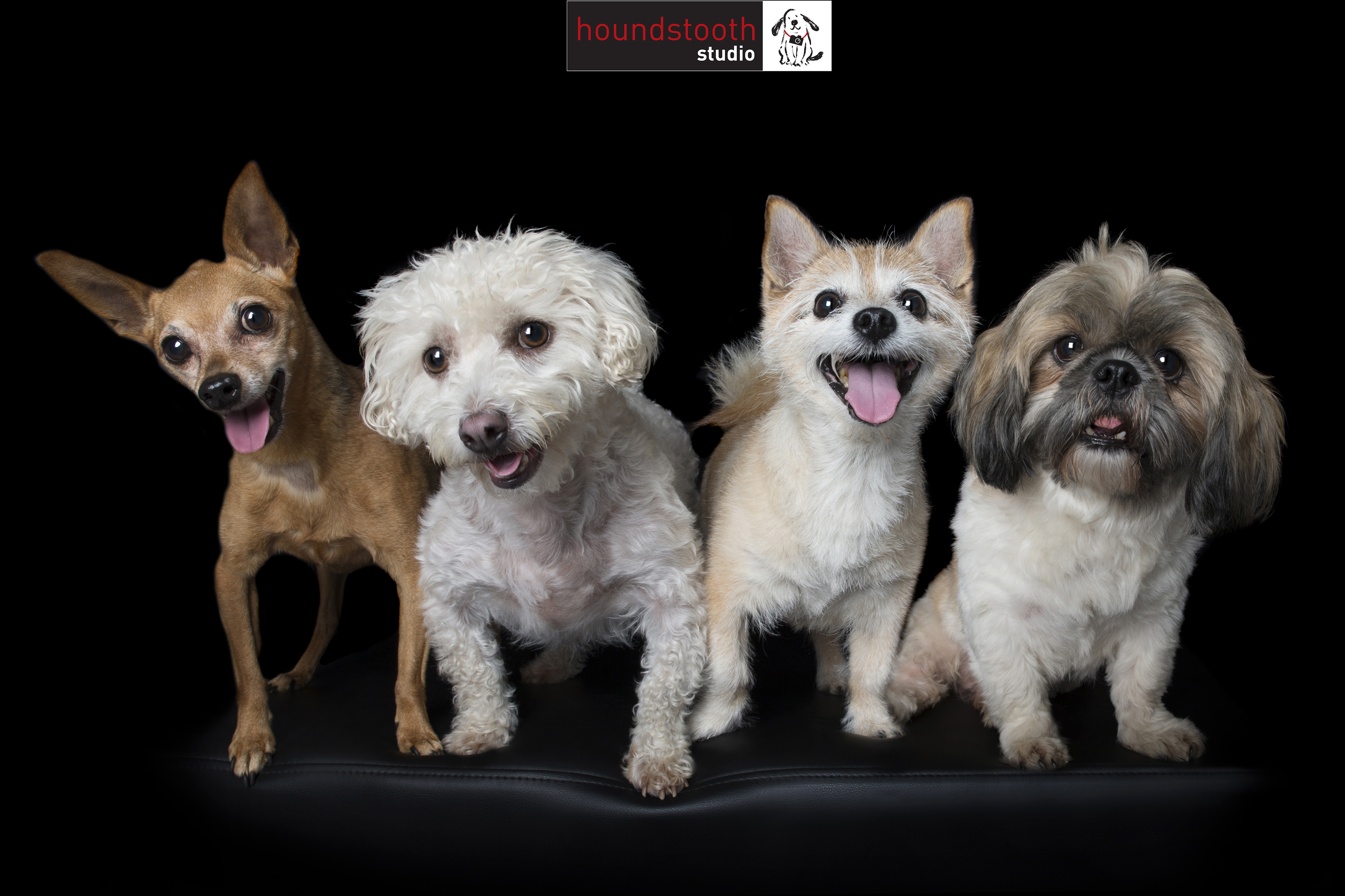 Gold Coast Pet & Animal Expo 2015
