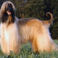 Afghan Hound