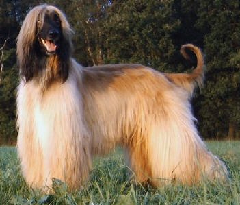 Afghan Hound