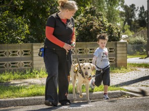 Guide Dogs